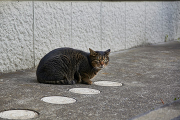 ねこ