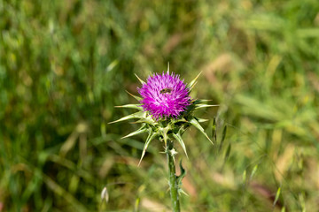Single bee pollinating flower - weed flowering - purple flower
