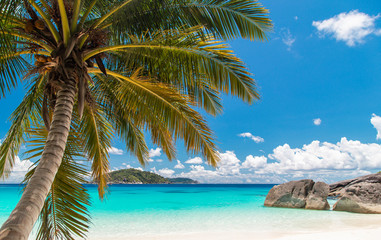 Fototapeta na wymiar Touched tropical beach in similan island,Coconut tree or palm tree on the Beach.