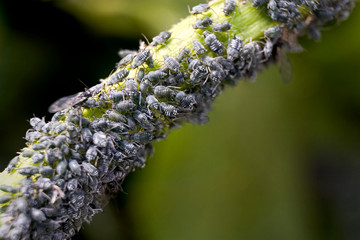 Macro of many dark grey aphids on a young plant stem. Aphids are small sap-sucking insects and...