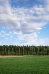 Summer landscape. Blue sky with white fluffy clouds receding into the distance, field with fresh green grass and forest on the horizon