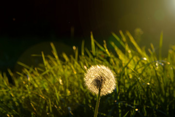 dandelion close-up in the sunset. The concept of lightness