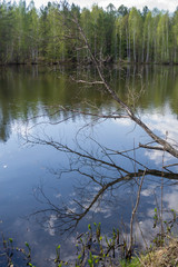 Summer landscape. Large dried branch of a fallen tree sticking out of a water, with its reflection seen on the surface of the pond