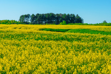 summer landscape for wallpaper. Yellow field of flowering rape against a blue sky with clouds. Natural landscape background