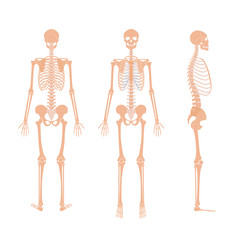 Human man skeleton anatomy