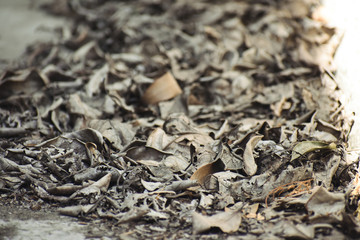 selective focused view of dried leaves