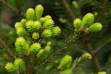 young shoots of spruce