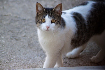 portrait of cat with yellow eyes.