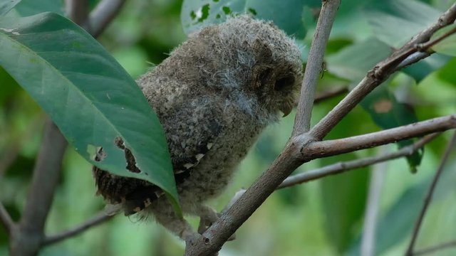 scops owl perched on tree in daylight