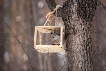 A squirrel sits on a tree in a winter park.