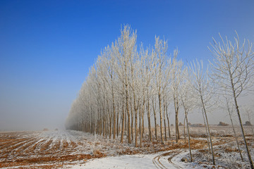 Obraz na płótnie Canvas In winter the snow landscape