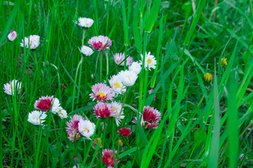 Small white or pink flowers on the ground in the grass, common spring flower, known as daisy, common daisy, lawn or meadow daisy Bellis perennis . Spring garden flowers.