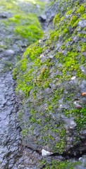 moss on stone
