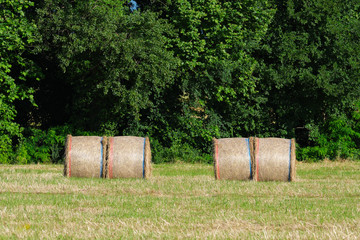 Round bales of hay freshly harvested in a field