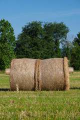 Round bales of hay freshly harvested in a field. Close-up
