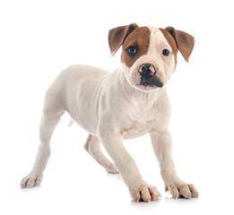 puppy american bulldog