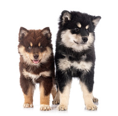 Obraz premium puppies Finnish Lapphund in studio