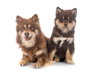 Fototapeta na wymiar puppy and adult Finnish Lapphund