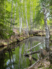 Obraz premium a swamp ditch, white birches along the edges, swamp grass and moss, wonderful reflections in the dark swamp water