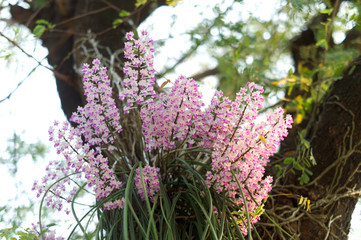 Purple Orchid Elephant Orchid