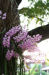 Purple Orchid Elephant Orchid