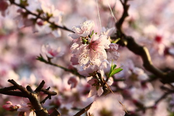Beautiful peach blossom
