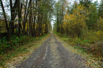 A quiet empty street on an autumn morning. Moscow region. Russia.