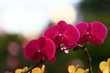 Beautiful orchids, butterfly orchid