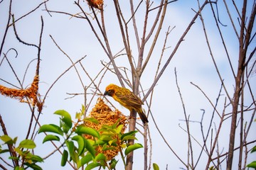 bird on a tree
