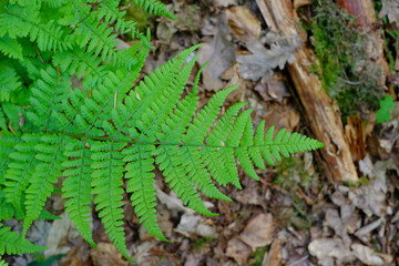 Farn am Waldboden