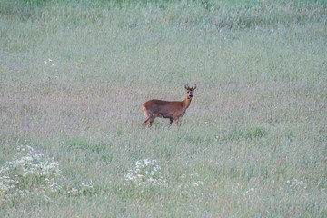 roe deer in a meadow at Sunrise in Luxembourg