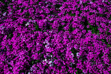 purple flowers in the garden