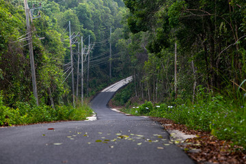 winding road in the forest