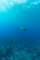 Fototapeta na wymiar green sea turtle in Hawaii