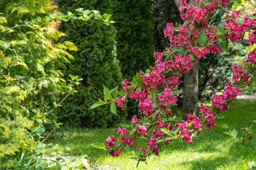 Luxurious bush Weigel Bristol Rubin. Pink flowers on branch of Weigela Bristol Ruby bush. Blurred background of greenery of garden. Selective focus. Ornamental landscaped garden. Nature concept.