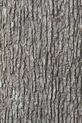 Texture of a bark of a tree
