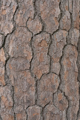 Texture of a bark of a tree