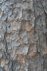 Texture of a bark of a tree