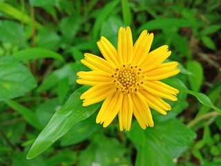 yellow dandelion flower