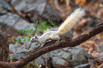 A white forest squirrel is climbing a branch for food.