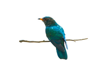 Obraz premium Male of Asian Emerald Cuckoo isolated on white background