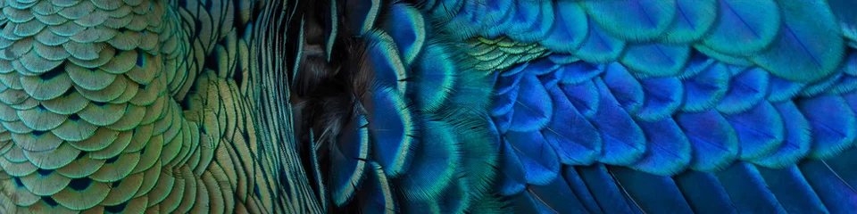 Abwaschbare Fototapete Close-up of peacock feathers for making a beautiful background. © chamnan phanthong