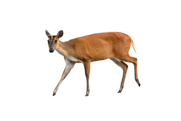 Barking deer or Muntjac walking isolated on white background