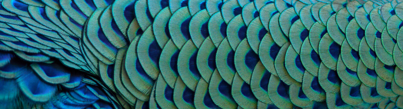 Close-up of peacock feathers for making a beautiful background.