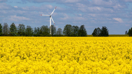 Krajobraz wiejski Podlasia. Polska © podlaski49