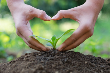 Hand wash gently encircled like  shape on young baby plants growing in germination sequence on fertile soil, World environment day concept