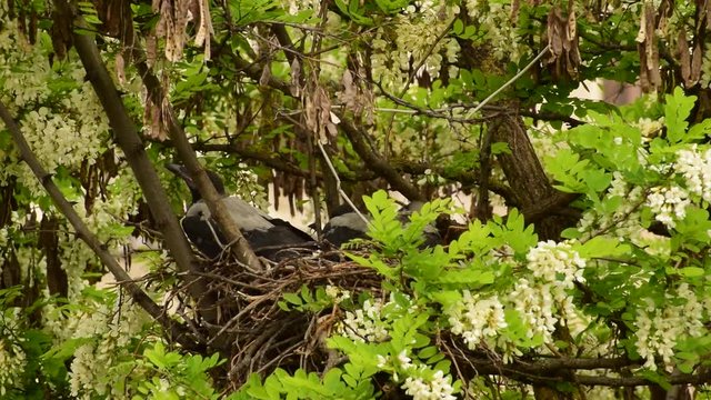 Close-up of the fledged spring chicks of the Corvus cornix crow resting in a nest on the acacia Robinia pseudoacacia in the foothills of the North Caucasus
