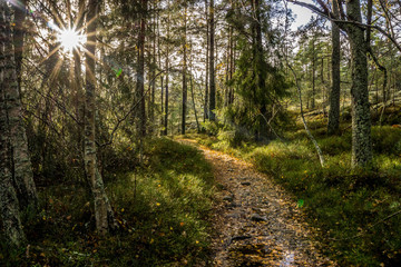 Hiking trail on the island of Grinda, in archipelago close to Stockholm, Sweden