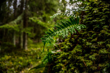 Hiking trail on the island of Grinda, in archipelago close to Stockholm, Sweden