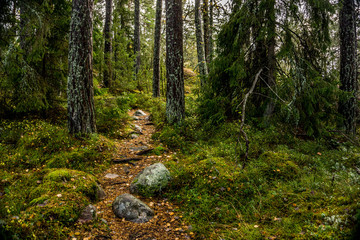 Hiking trail on the island of Grinda, in archipelago close to Stockholm, Sweden
